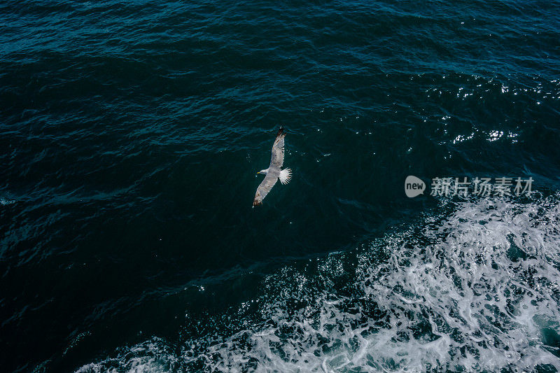 海鸥在飞