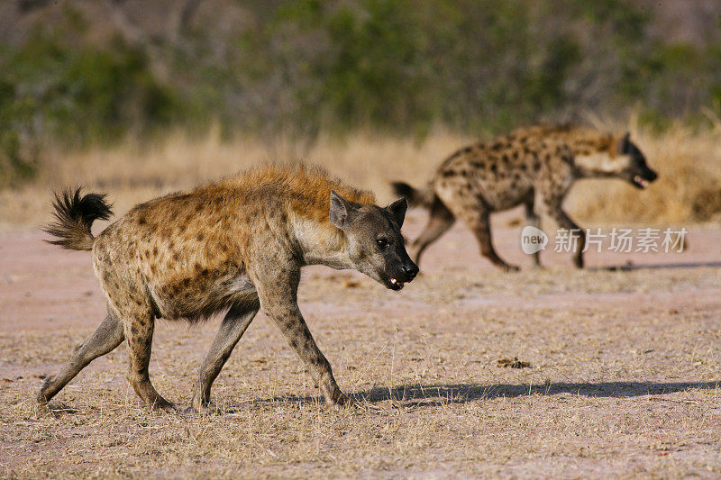斑点鬣狗狩猎，克鲁格国家公园一对行走的模糊群