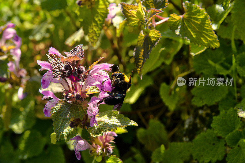 春天的花朵和蜜蜂