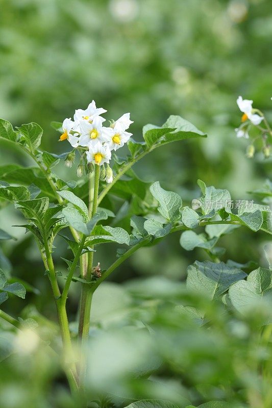 田野里盛开着马铃薯花