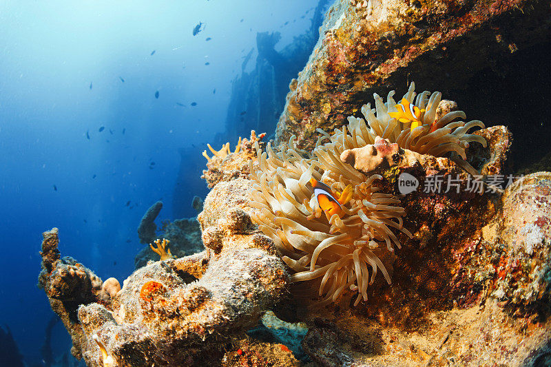 海洋生物珊瑚和海葵小丑鱼沉船潜水