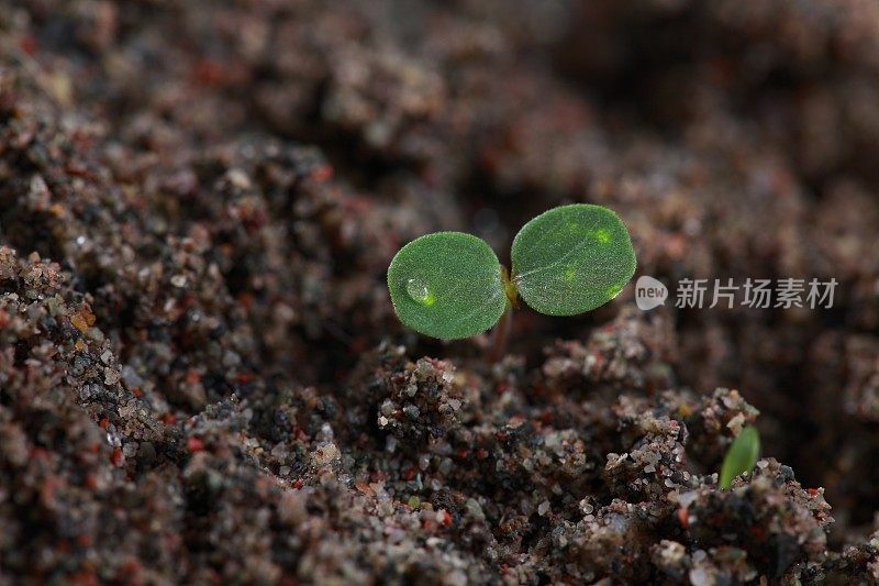 小春芽在土壤中生长