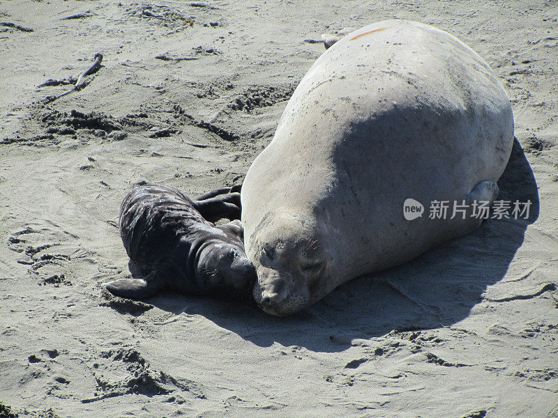 象海豹