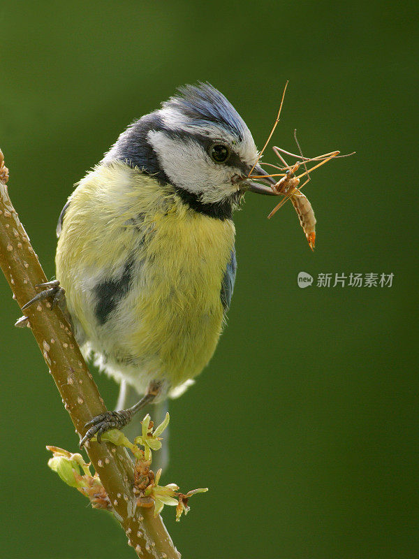 捕食蓝山雀