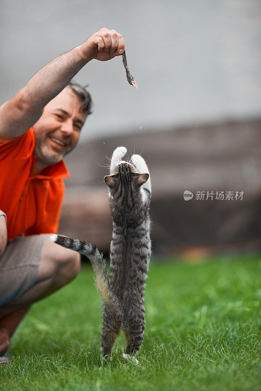 饥饿和顽皮的小猫