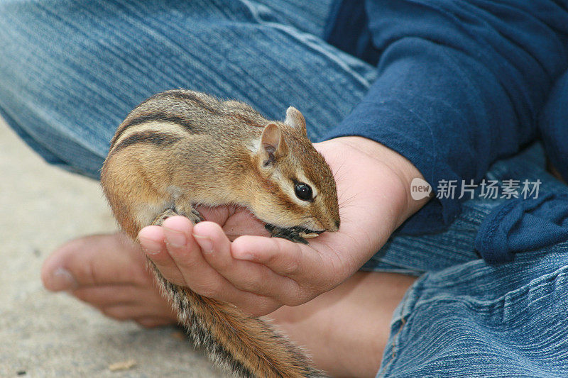 小花栗鼠在孩子手里吃东西