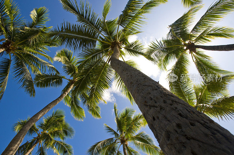 棕榈树映衬着万里无云的蓝天