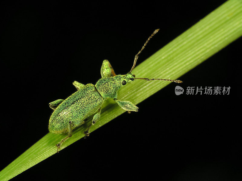 坐在绿叶上的昆虫(臭虫)