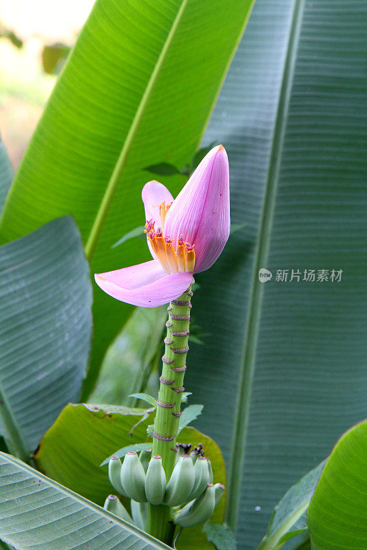 一个年轻的香蕉花的近视图