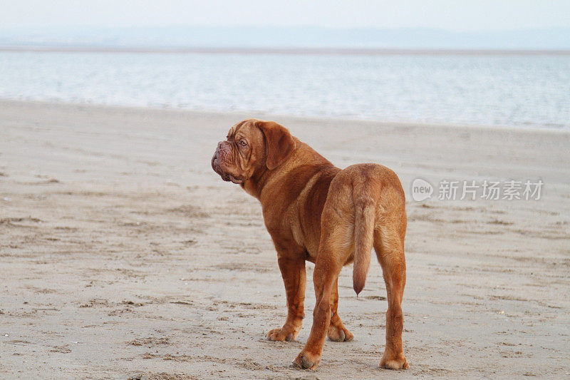 海滩上的波尔多犬