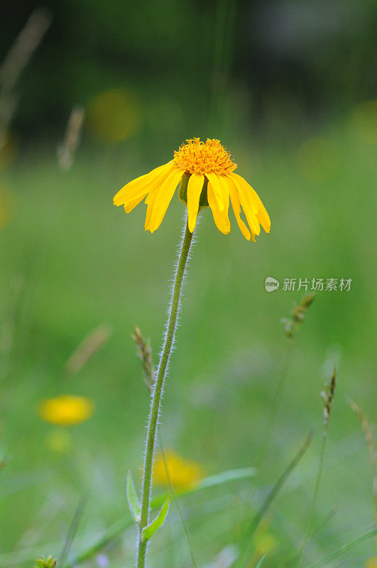 山金车(菊科)