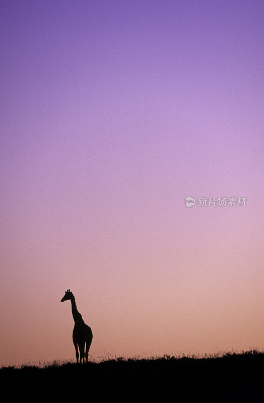 南非，东开普省，日落时分的长颈鹿。