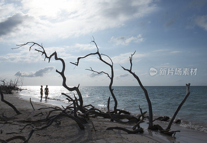 红树林海滩