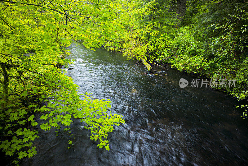 郁郁葱葱的树叶环绕着流动的河流