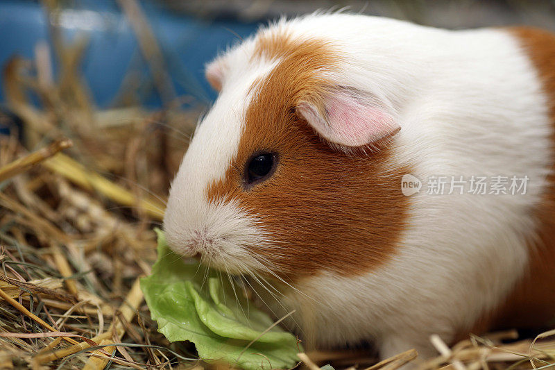 豚鼠饲料沙拉