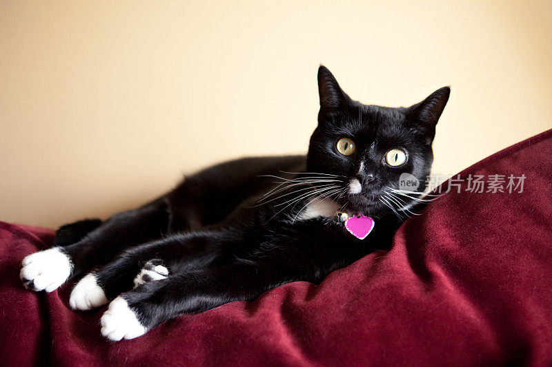 红沙发上的黑白猫
