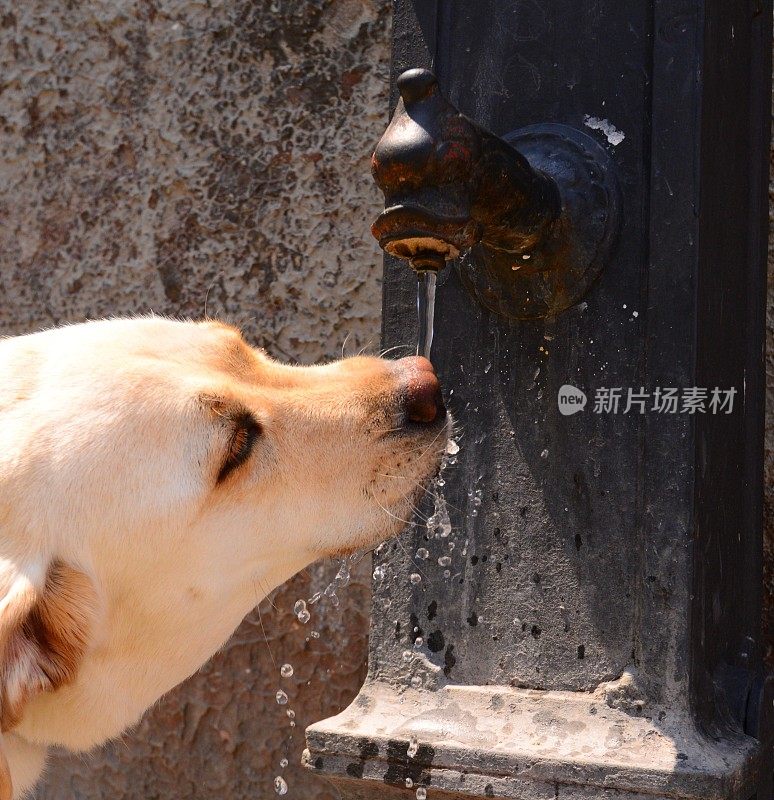 口渴的拉布拉多寻回犬