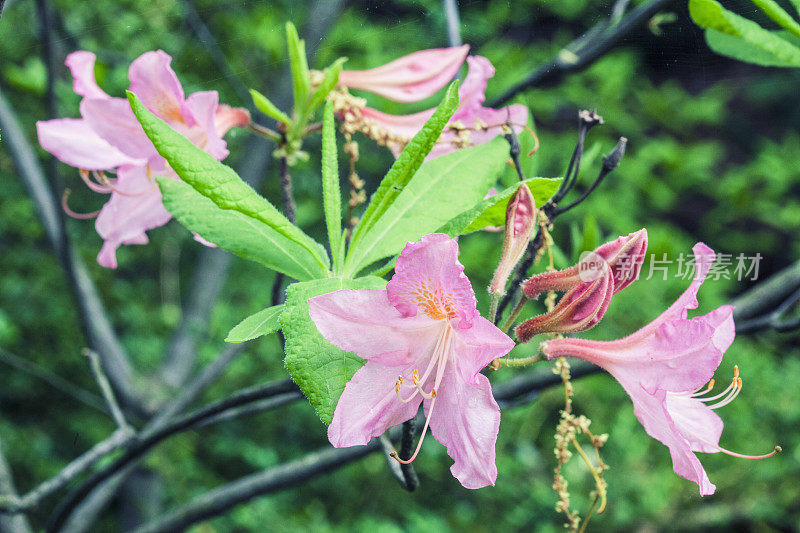 粉红色的杜鹃花