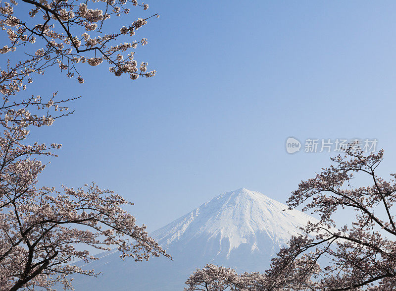 富士山穿过樱花树