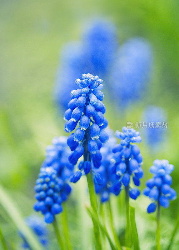 蓝葡萄风信子花在花园里