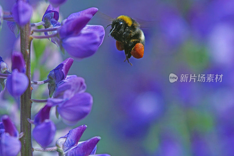 大黄蜂在卢平身上