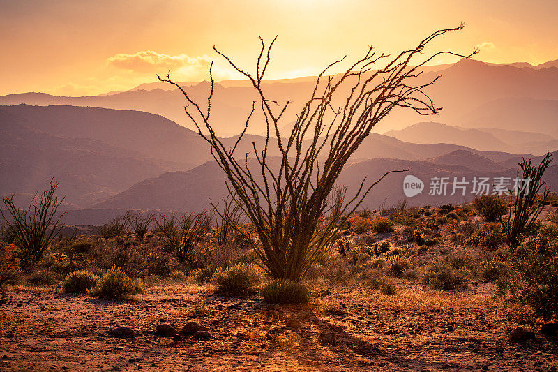 奥科提罗剪影在日落山脉，安萨-博雷戈沙漠国家公园