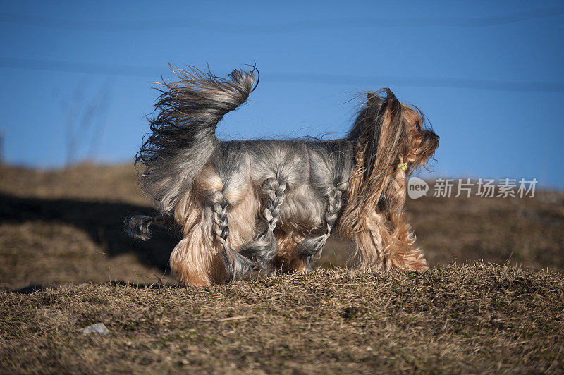 漂亮的长毛约克郡犬，在他的外套上有辫子