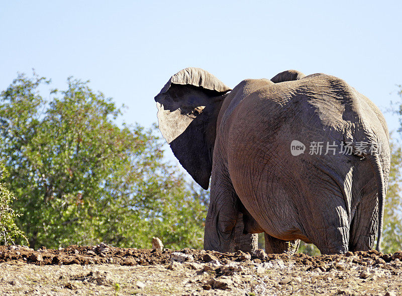 在南非马迪克威野生动物保护区，一只非洲象正朝着灌木丛走去