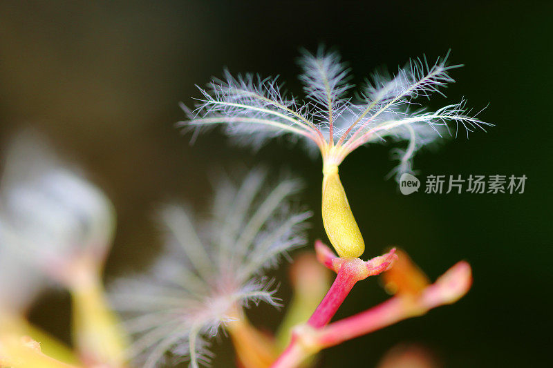 缬草的花粉枯萎了