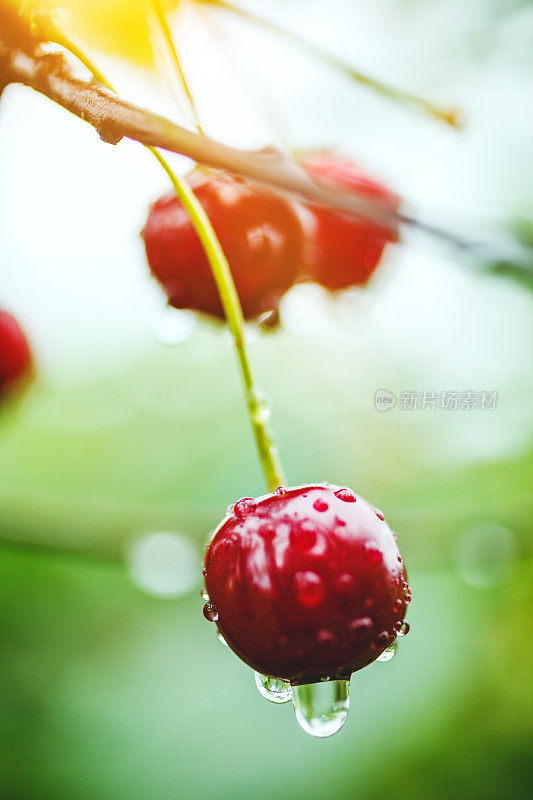 雨后的有机樱桃