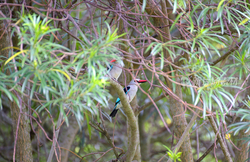 卢旺达的林地翠鸟