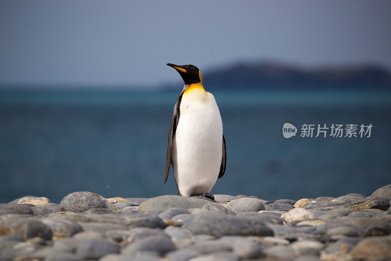 一只企鹅站在南乔治亚岛的海滩上