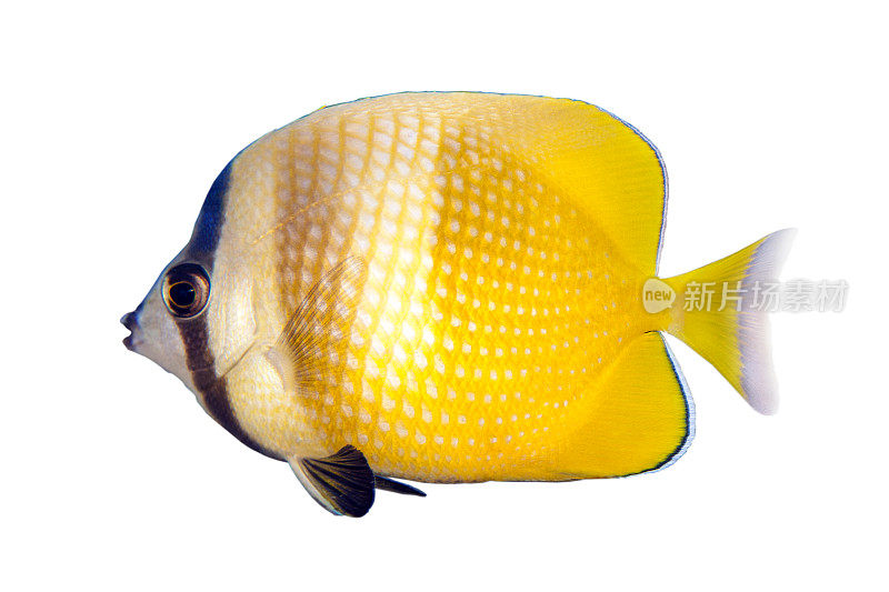 热带海鱼-日光蝴蝶鱼