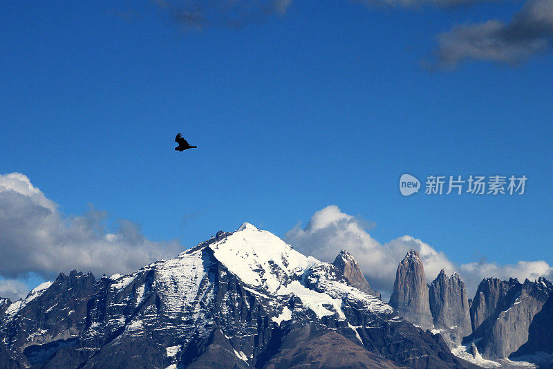 安第斯秃鹰在智利托雷斯·德·潘恩国家公园飞行
