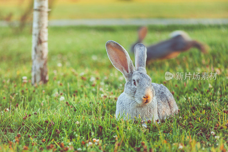 可爱的大耳朵兔子在户外