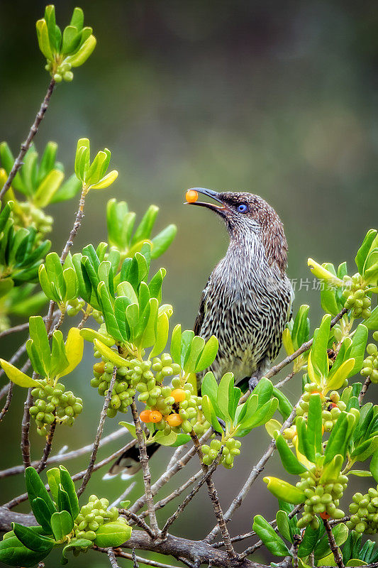 Wattlebird