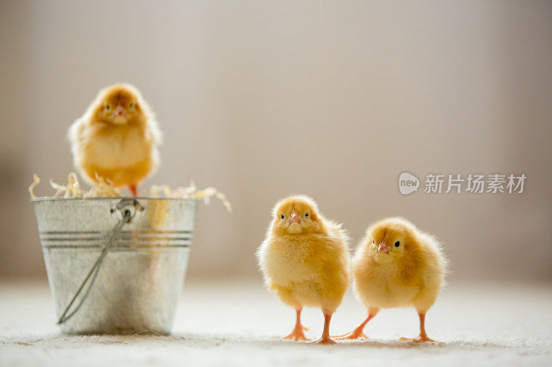 可爱的小小鸡在桶里，在家里玩耍，黄色的新生小小鸡