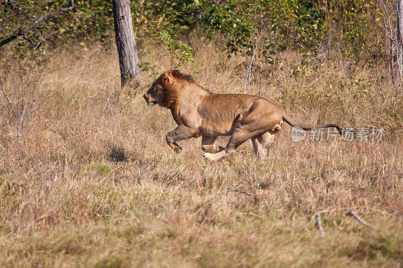 雄狮捕猎跑得很快
