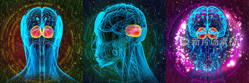 3D渲染医学插图的人脑大脑