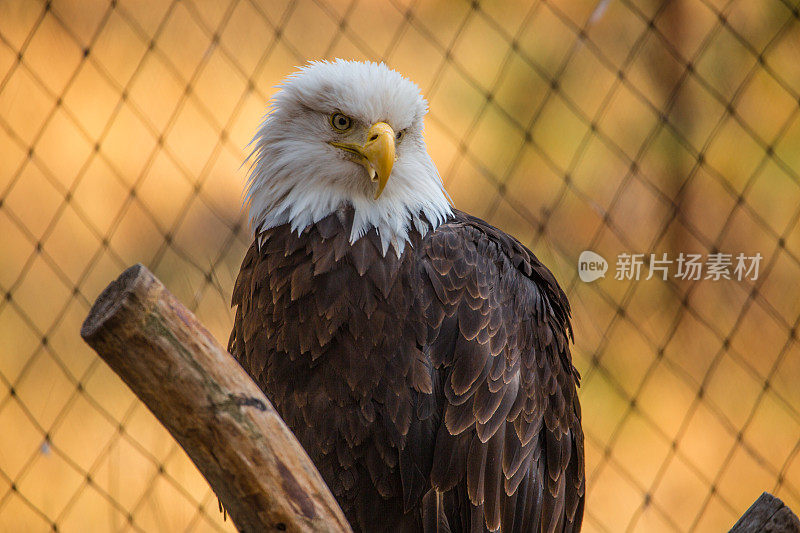 猛禽秃鹰，美国的象征