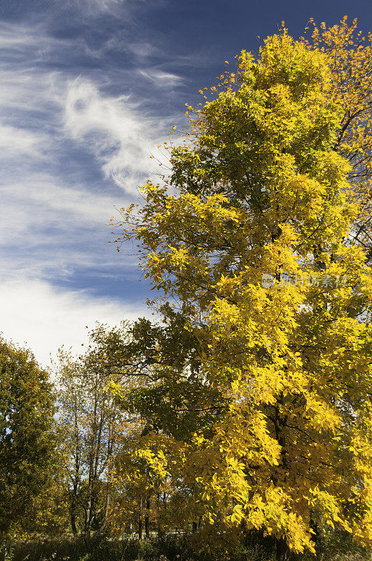 密歇根州秋天的颜色变化