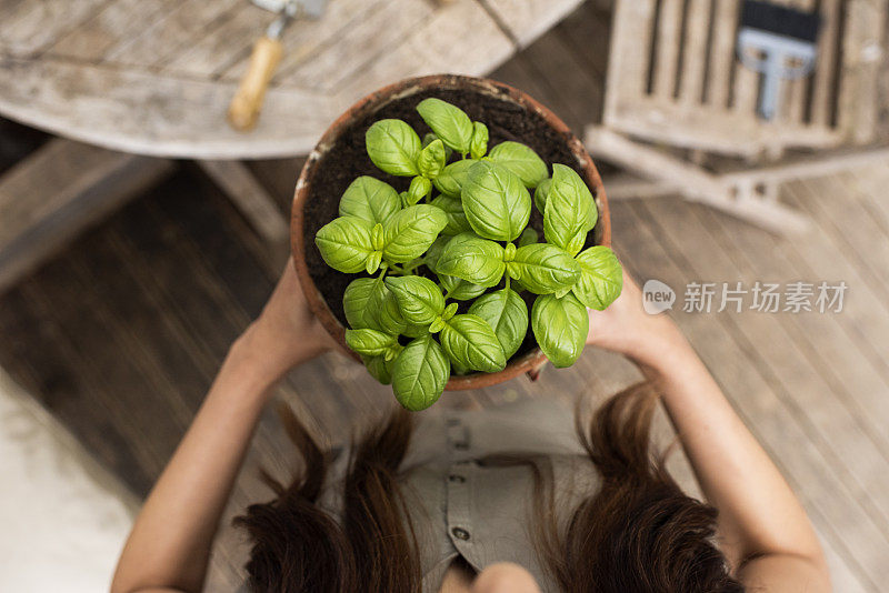 女人的近距离放置一盆花在桌子上