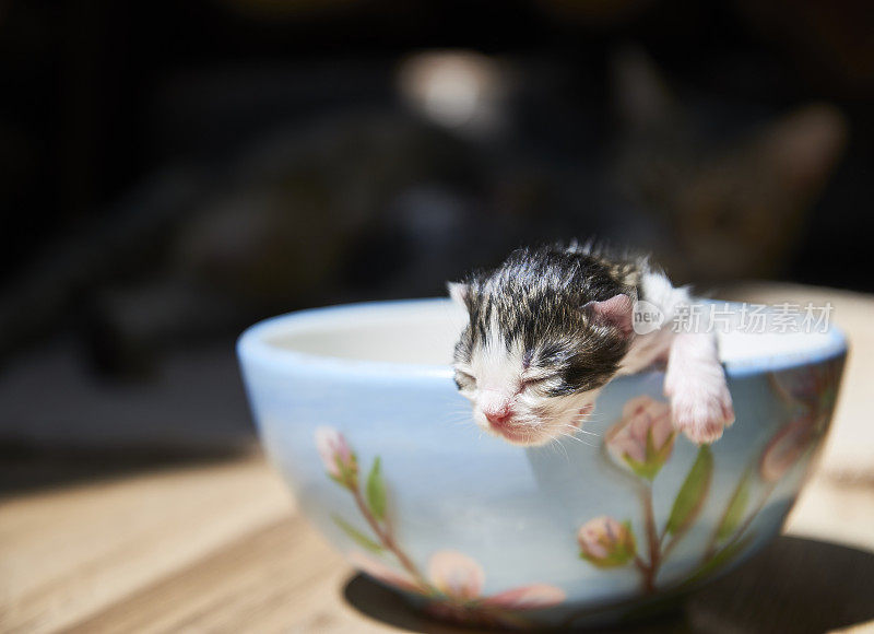 刚出生的小猫在碗里。