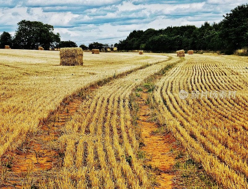 收获的玉米地与茬口茂盛的黄金HDR景观农村农作物农业英国