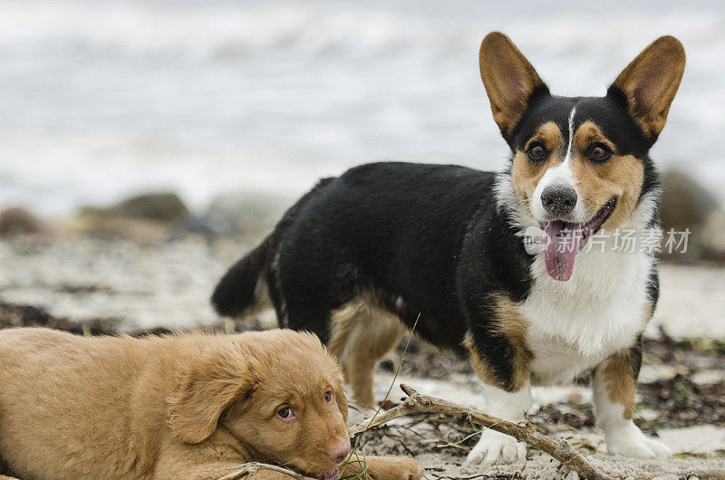 沙滩上一只金毛猎犬和一只柯基犬