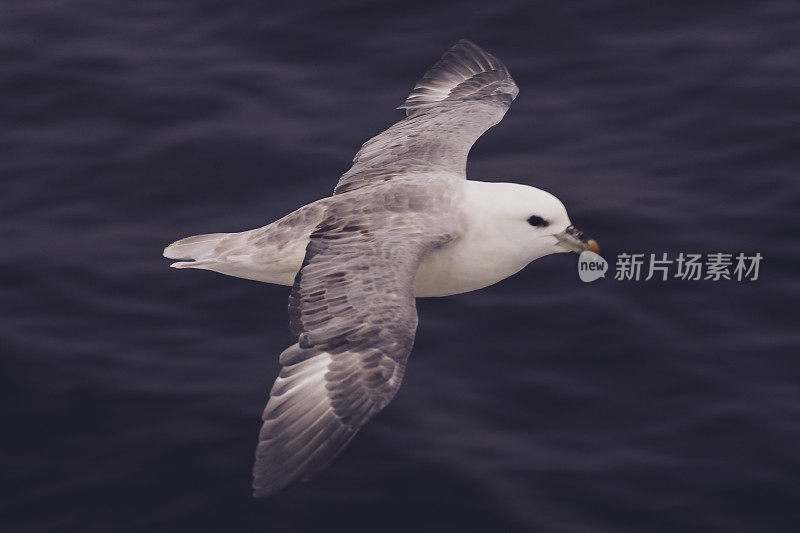 北方管鼻鸟出海