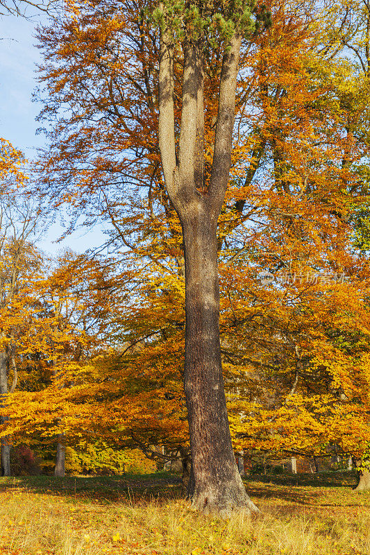 阳光明媚的秋天，公园里有老山毛榉树。