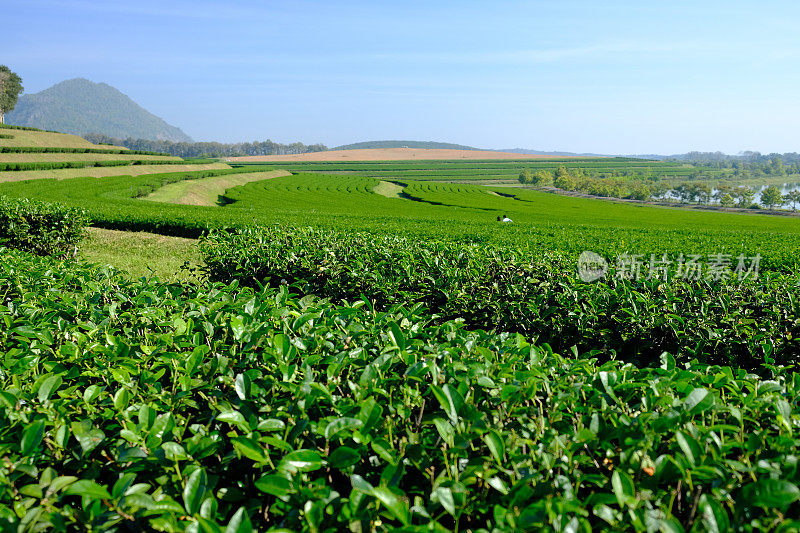 茶叶种植园字段