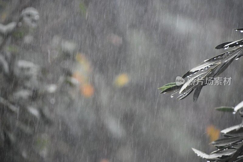 雨中的橄榄树