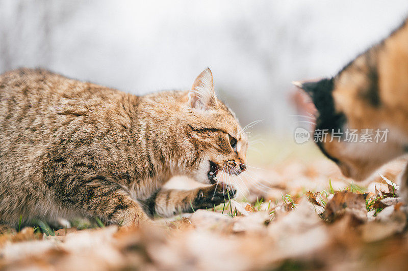 两只猫吃